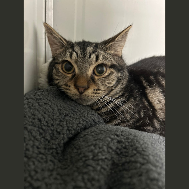 Photo of Tenor