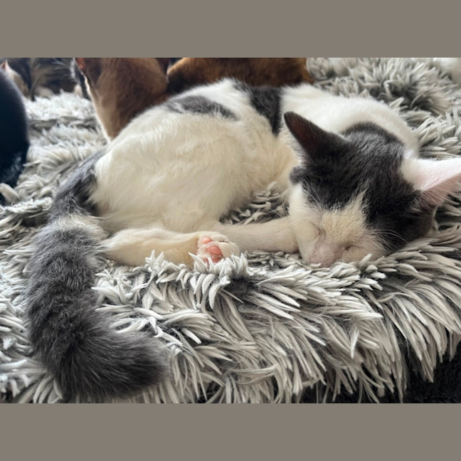 Photo of Larry *9 Lives Project Rescue*