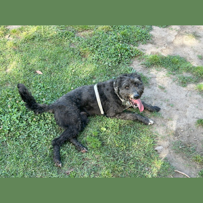 Photo of Dex