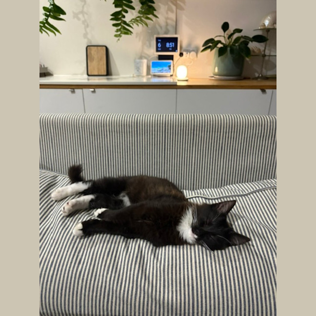 Photo of Tulli   13 Week Old Domestic Medium Hair