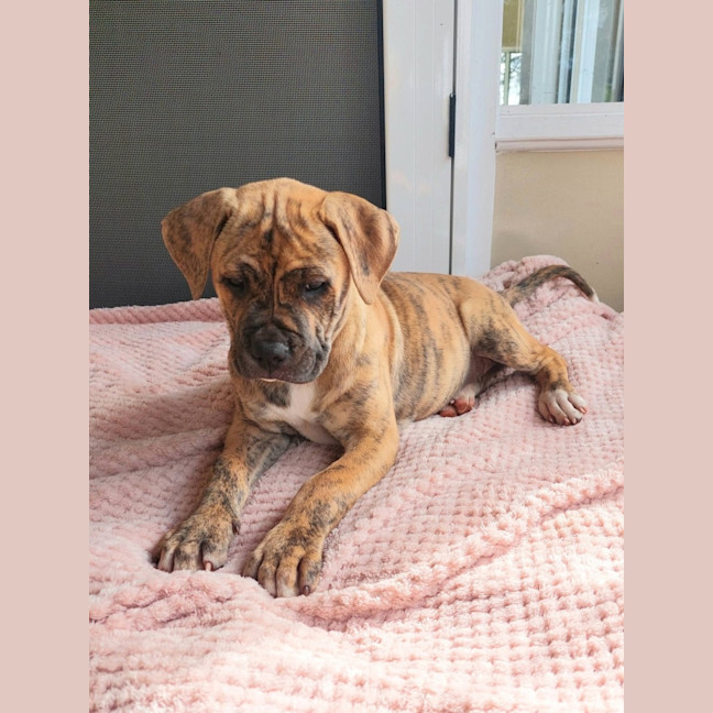 Photo of Willow