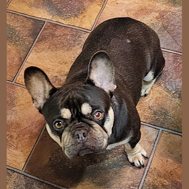 Photo of Coco