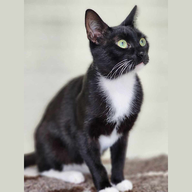 Photo of 🥚 Benedict 5765 🥚