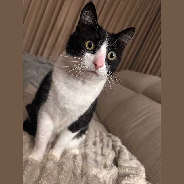 Photo of Arlo