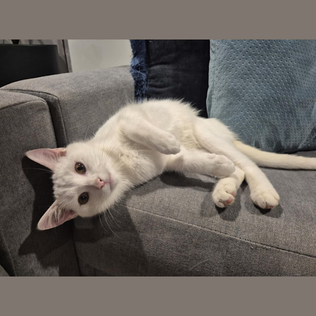 Photo of Coconut 