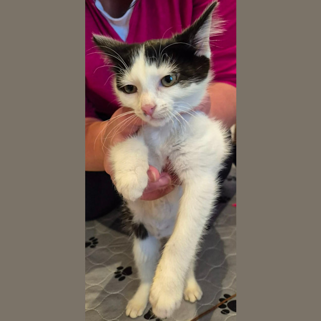 Photo of Jessie *9 Lives Project Rescue*