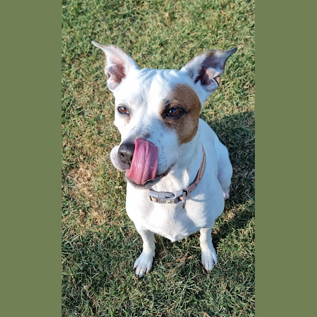 Photo of Ziggy