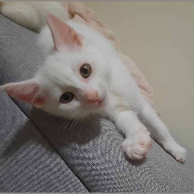 Photo of Norman