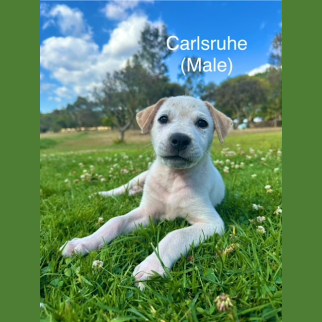 Photo of The Ranges Litter