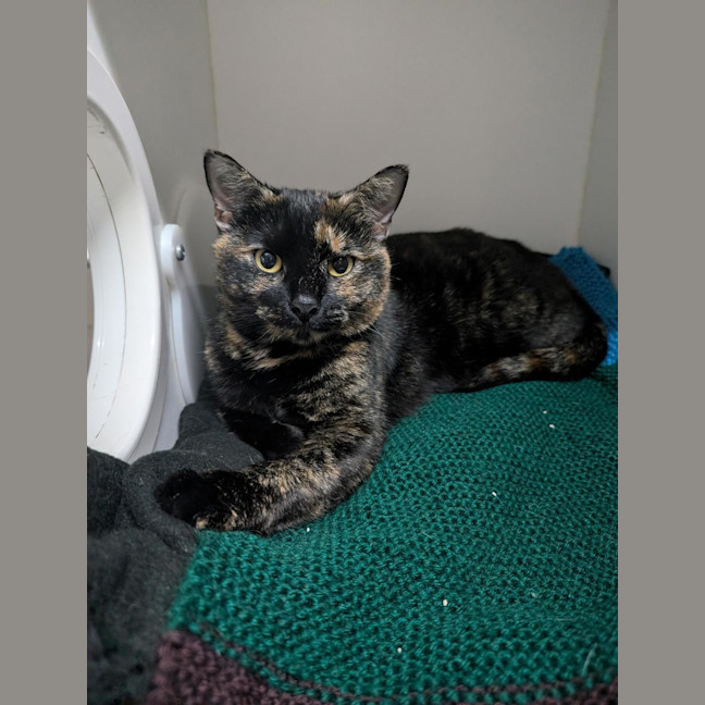 Photo of Tuppence