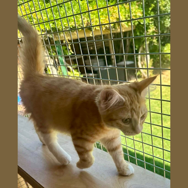 Photo of Tilly Torrens