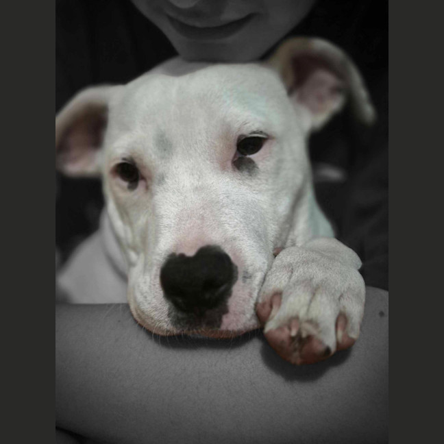 Photo of Winston