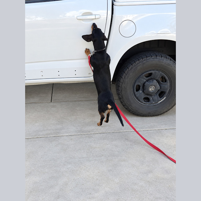 Photo of Echo