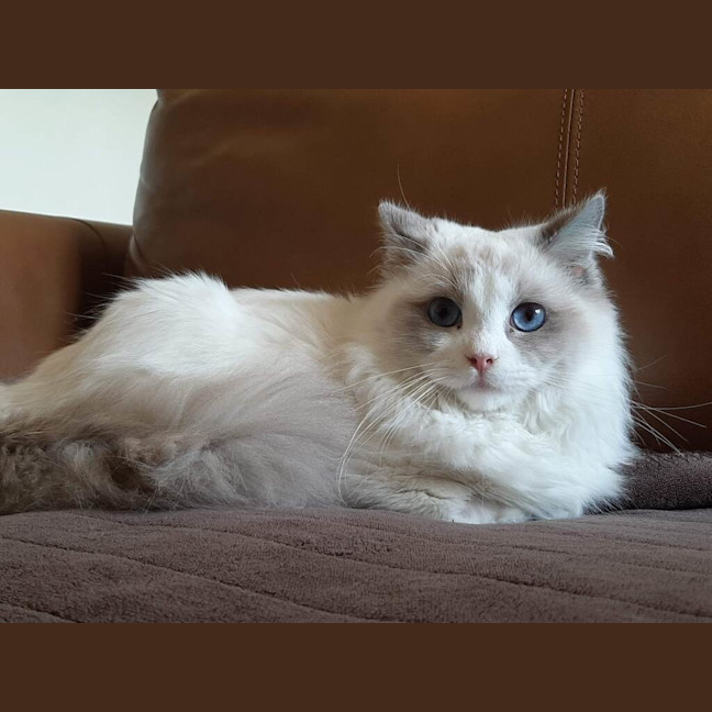 Photo of Apollo