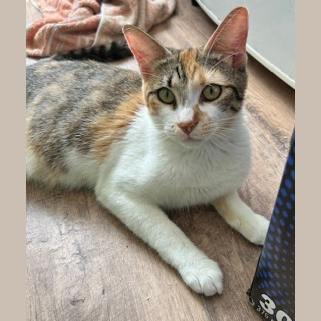 Photo of Sprinkles
