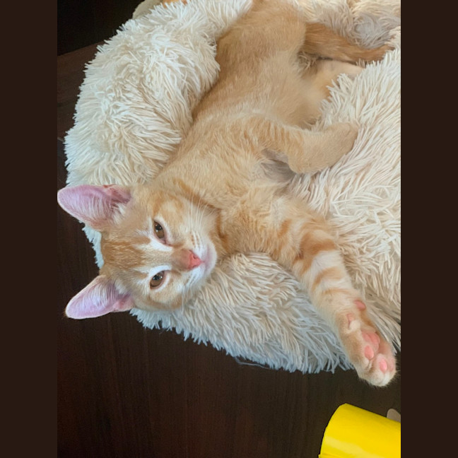 Photo of Barney