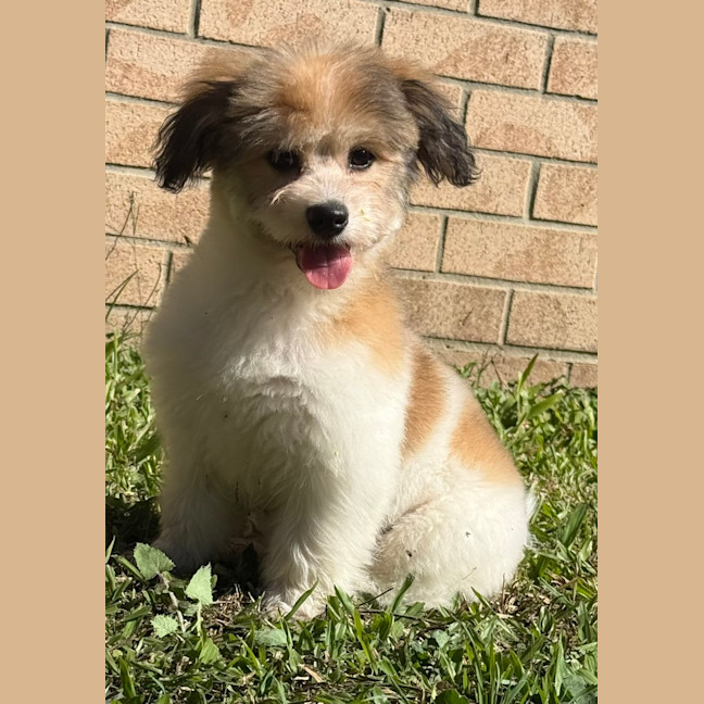 Photo of Wilbur