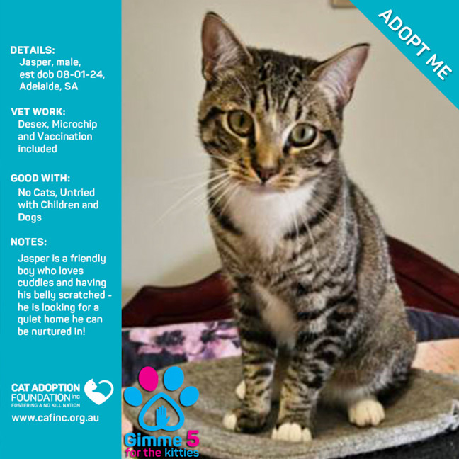 Photo of Jasper Just $50 Limited Time!