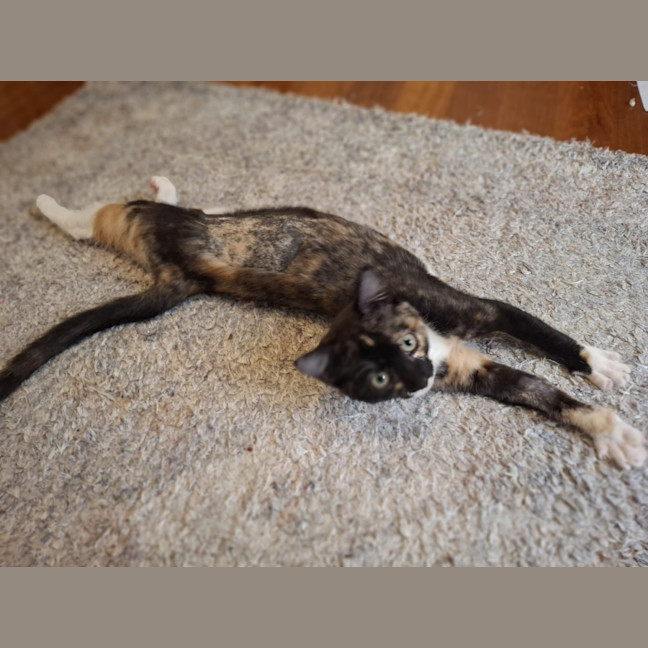 Photo of Ember