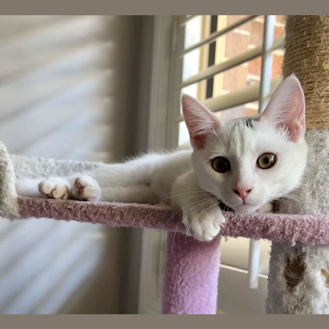 Photo of Marshmallow