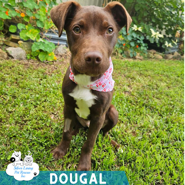 Photo of Dougal