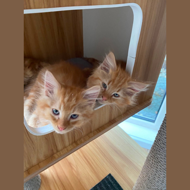 Photo of Blaze  Meet Me At Pet Stock Chelsea