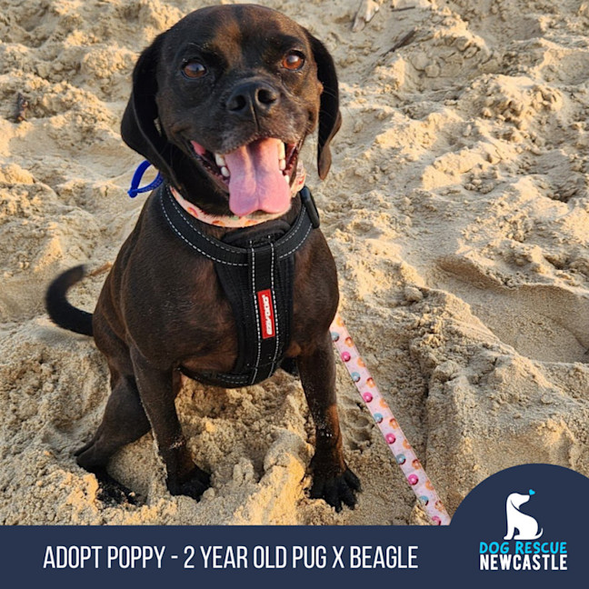Photo of Poppy   2 Year Old Pug X Beagle