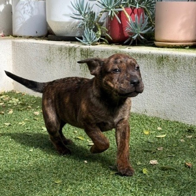 Photo of Jasper