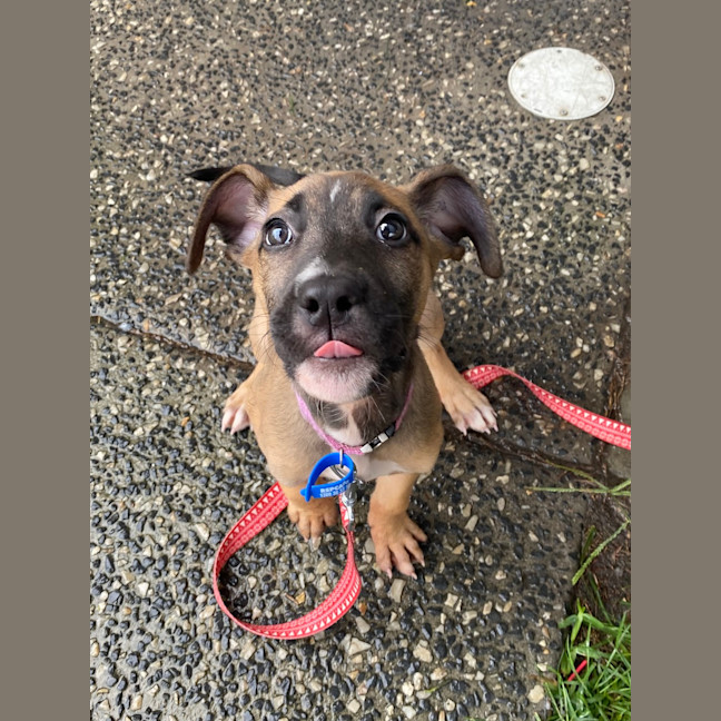 Photo of Canela