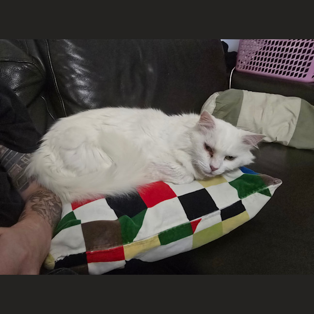 Photo of Cat