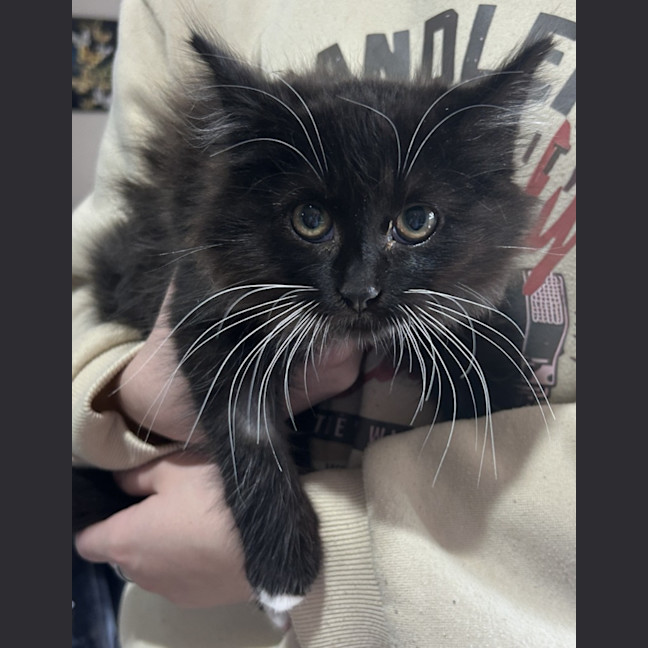 Photo of Zira