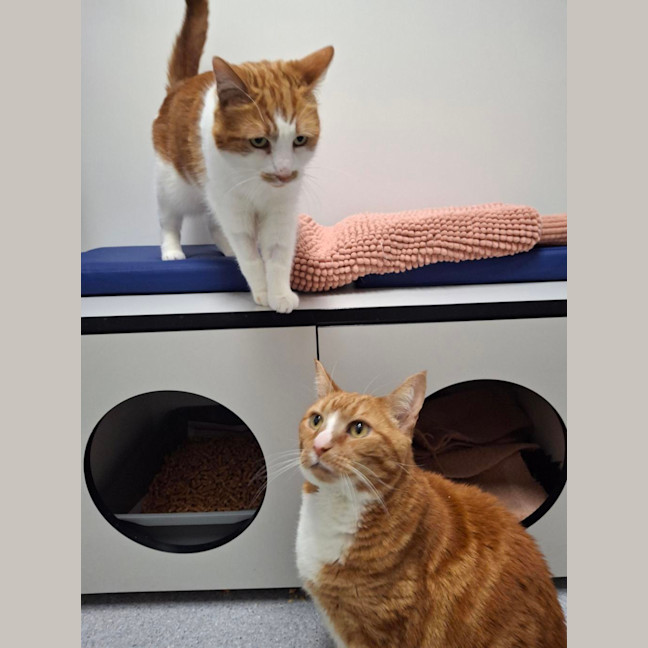 Photo of Primrose (Bonded To Felix)