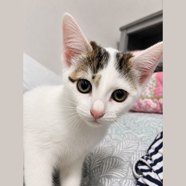 Photo of Lily