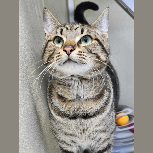 Photo of 🧃 Archibald 6433 🧃