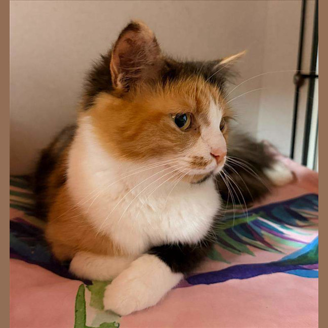 Photo of Harriet