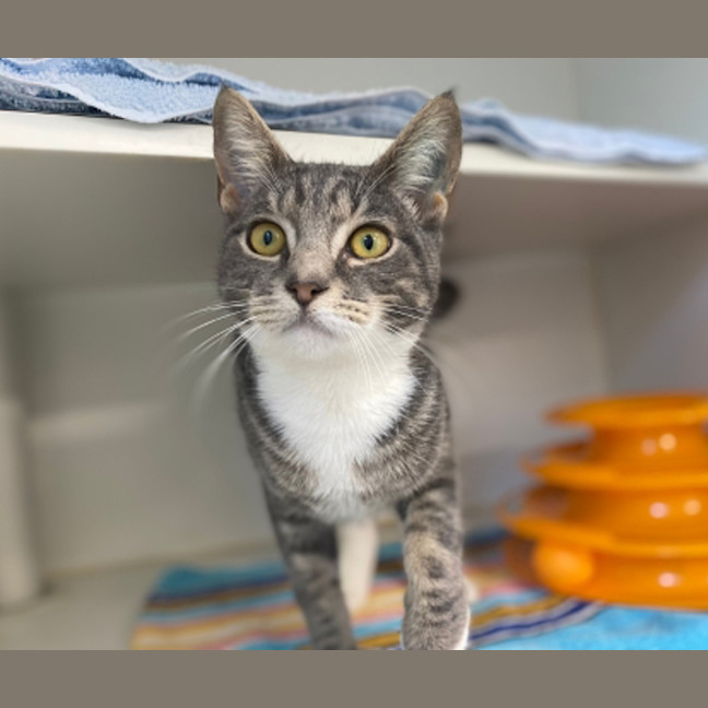 Photo of Silly Goose