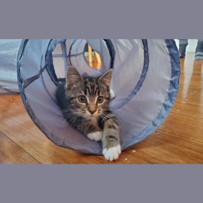 Photo of Luna