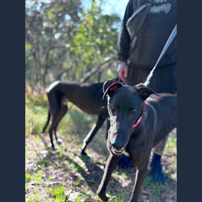 Photo of Rocco