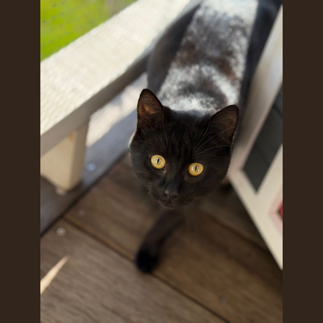 Photo of Lady Morgana