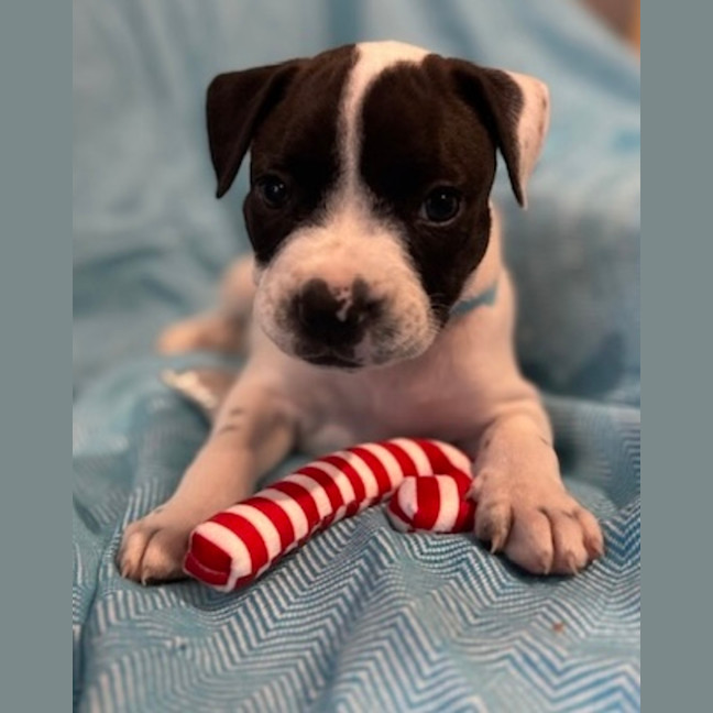 Photo of Alfie