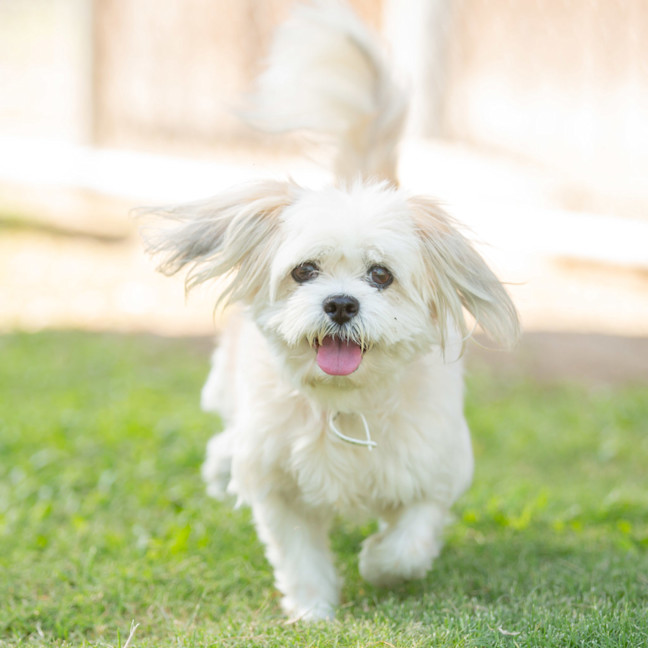 Photo of Lola