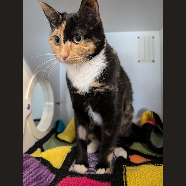 Photo of Chickpea
