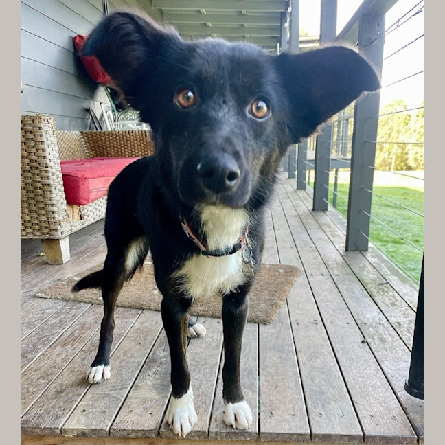 Photo of Milly