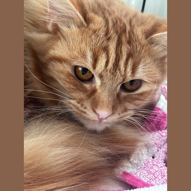Photo of Marigold