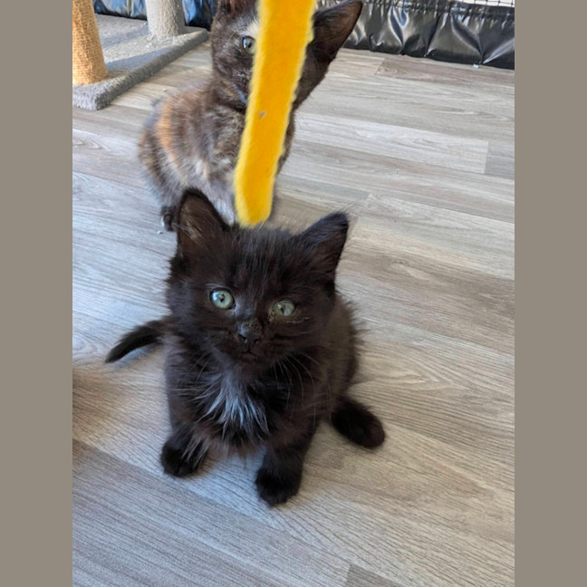 Photo of Benji (Female)