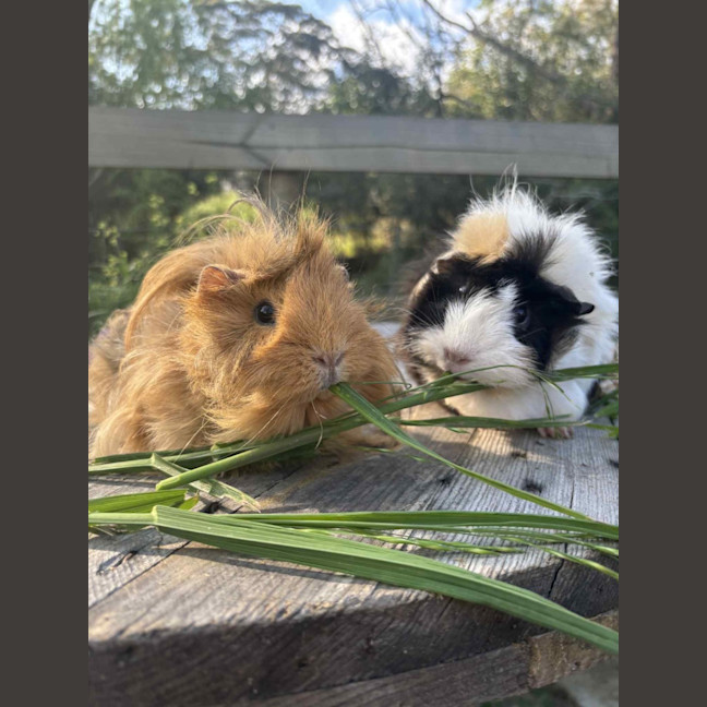 Photo of Peanut And Mochi