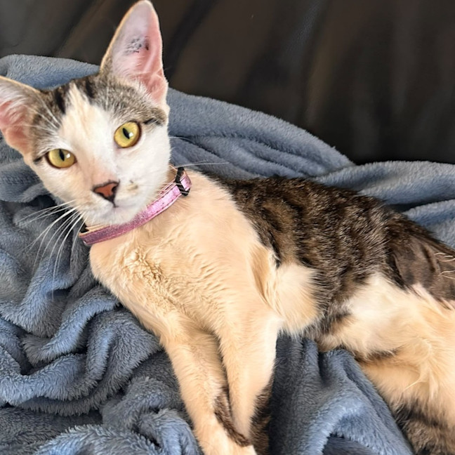 Photo of Cleopatra