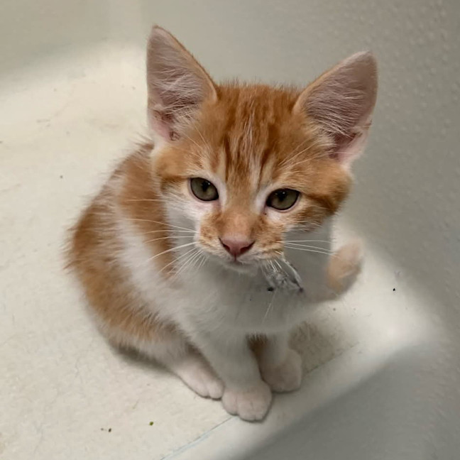 Photo of Ginger Megs