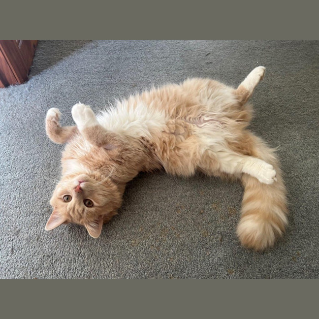 Photo of Ricardo Silvanus