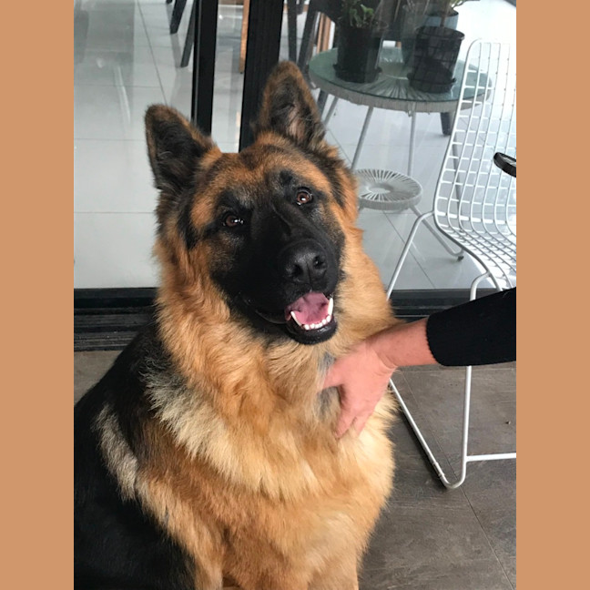 Photo of Otto